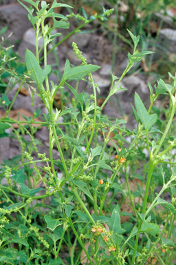 APII jpeg image of Einadia hastata  © contact APII