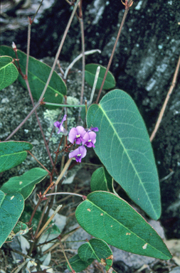 APII jpeg image of Hardenbergia violacea  © contact APII