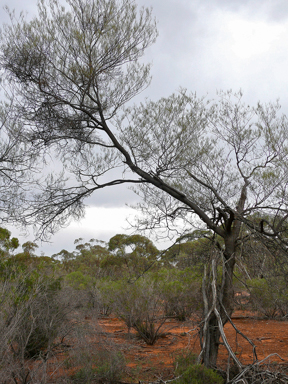 APII jpeg image of Acacia aneura var. aneura  © contact APII