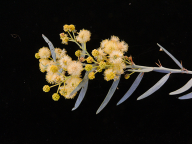 APII jpeg image of Acacia victoriae  © contact APII
