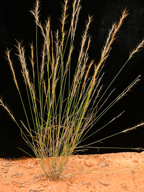 APII jpeg image of Aristida jerichoensis subsp. subspinulifera  © contact APII