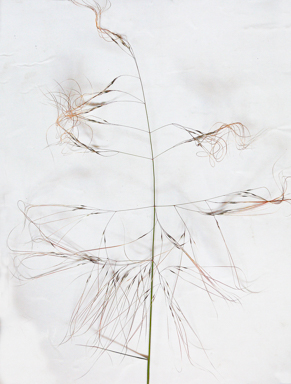 APII jpeg image of Austrostipa nodosa  © contact APII