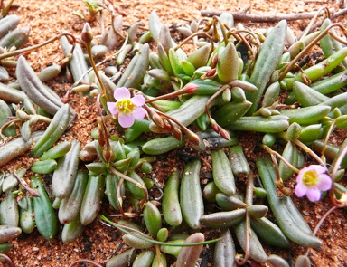APII jpeg image of Calandrinia eremaea  © contact APII