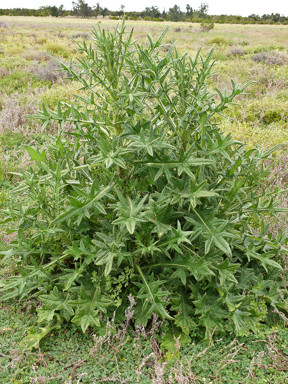 APII jpeg image of Cirsium vulgare i  © contact APII