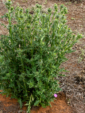 APII jpeg image of Cirsium vulgare  © contact APII