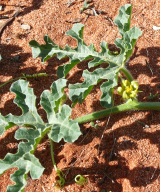 APII jpeg image of Citrullus amarus  © contact APII