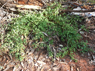 APII jpeg image of Einadia nutans subsp. nutans  © contact APII