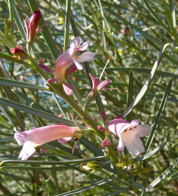 APII jpeg image of Eremophila oppositifolia subsp. oppositifolia  © contact APII