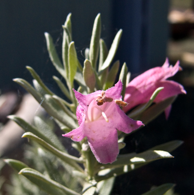APII jpeg image of Eremophila  © contact APII