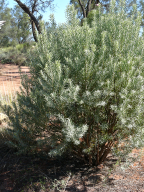 APII jpeg image of Eremophila  © contact APII