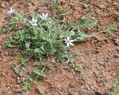 APII jpeg image of Erodium cicutarium  © contact APII