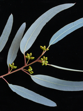 APII jpeg image of Eucalyptus camaldulensis  © contact APII
