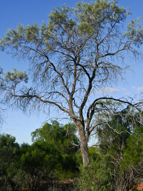 APII jpeg image of Hakea tephrosperma  © contact APII