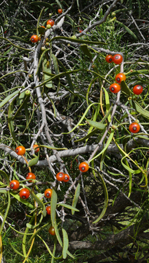 APII jpeg image of Lysiana exocarpi subsp. exocarpi  © contact APII