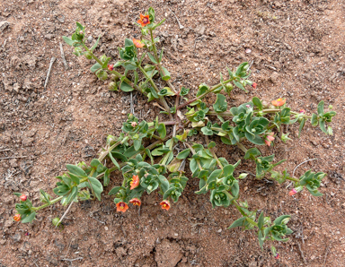 APII jpeg image of Lysimachia arvensis  © contact APII