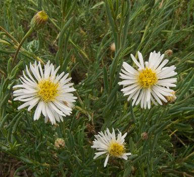 APII jpeg image of Minuria cunninghamii  © contact APII