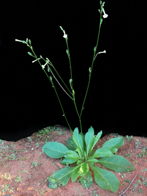 APII jpeg image of Nicotiana goodspeedii  © contact APII