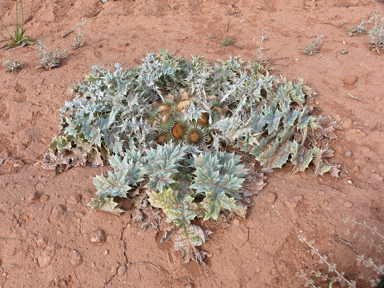 APII jpeg image of Onopordum acaulon  © contact APII