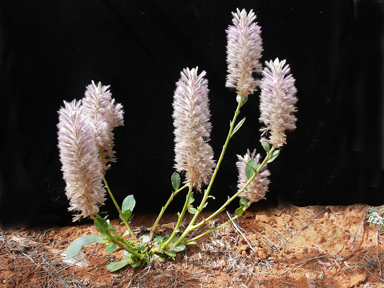 APII jpeg image of Ptilotus exaltatus  © contact APII