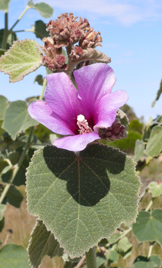 APII jpeg image of Radyera farragei  © contact APII