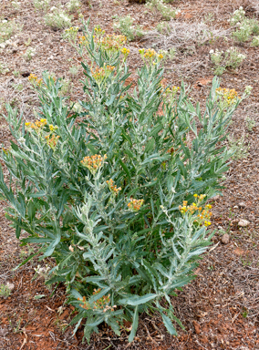 APII jpeg image of Senecio lanibracteus  © contact APII