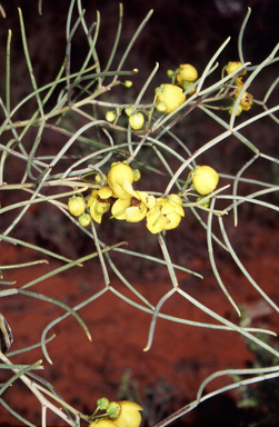 APII jpeg image of Senna artemisioides subsp. filifolia  © contact APII