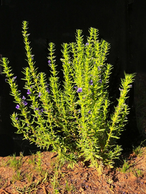 APII jpeg image of Stemodia florulenta  © contact APII