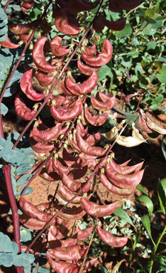 APII jpeg image of Swainsona colutoides  © contact APII