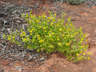 APII jpeg image of Roepera apiculata  © contact APII