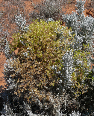 APII jpeg image of Roepera eremaea  © contact APII