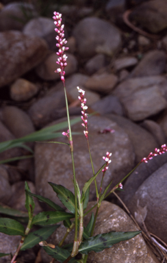 APII jpeg image of Persicaria decipiens  © contact APII