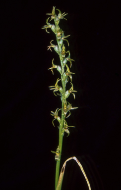 APII jpeg image of Prasophyllum sphacelatum  © contact APII