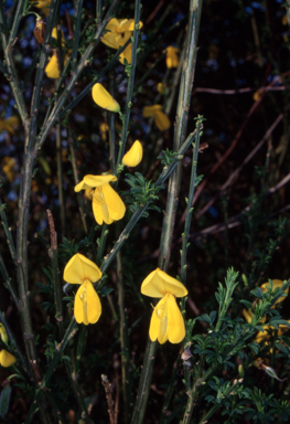 APII jpeg image of Cytisus scoparius  © contact APII