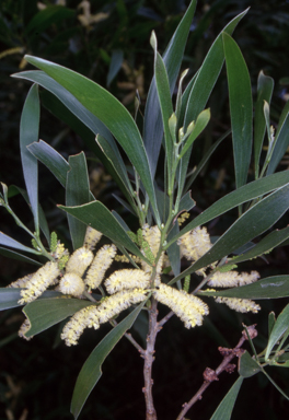 APII jpeg image of Acacia maidenii  © contact APII