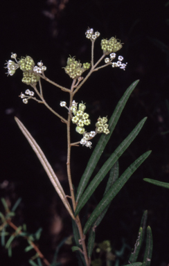 APII jpeg image of Astrotricha asperifolia  © contact APII
