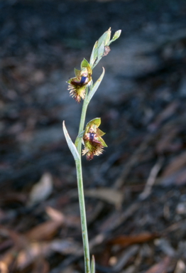 APII jpeg image of Calochilus campestris  © contact APII