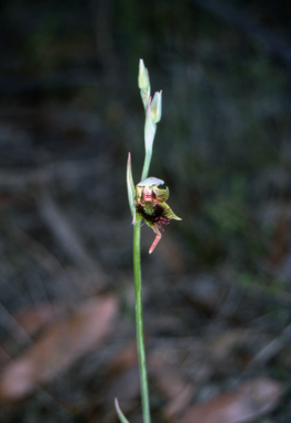 APII jpeg image of Calochilus paludosus  © contact APII