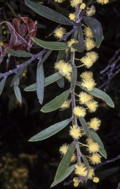 APII jpeg image of Acacia lanigera var. gracilipes  © contact APII