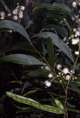 APII jpeg image of Acacia binervata  © contact APII