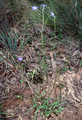 APII jpeg image of Wahlenbergia multicaulis  © contact APII