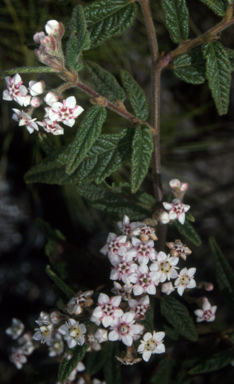 APII jpeg image of Commersonia amystia  © contact APII