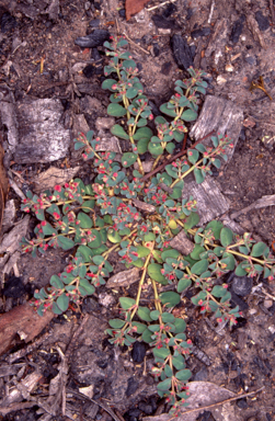 APII jpeg image of Euphorbia drummondii  © contact APII