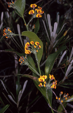 APII jpeg image of Daviesia corymbosa  © contact APII