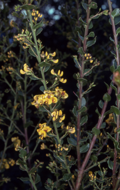 APII jpeg image of Daviesia buxifolia  © contact APII
