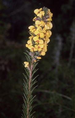 APII jpeg image of Dillwynia floribunda  © contact APII