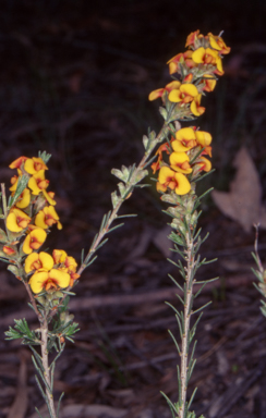 APII jpeg image of Dillwynia sericea  © contact APII