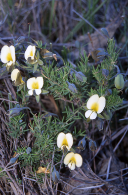 APII jpeg image of Gompholobium huegelii  © contact APII