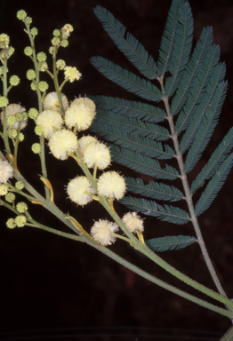 APII jpeg image of Acacia irrorata subsp. irrorata  © contact APII