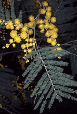 APII jpeg image of Acacia silvestris  © contact APII