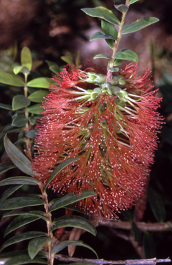 APII jpeg image of Melaleuca hypericifolia  © contact APII